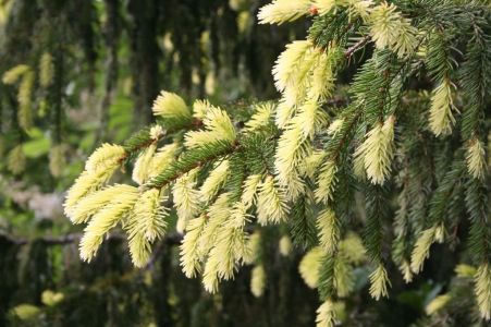 arboretum norr 2008 06 13