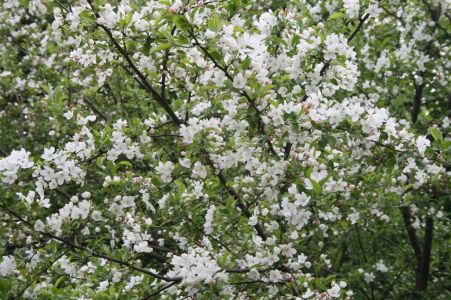 arboretum norr 2008 06 13