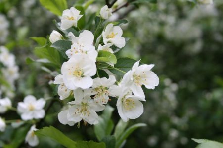 arboretum norr 2008 06 13