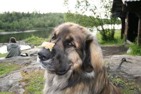 arboretum norr 2008 06 13