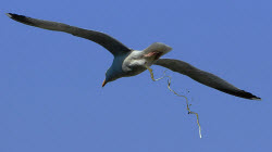 guano
